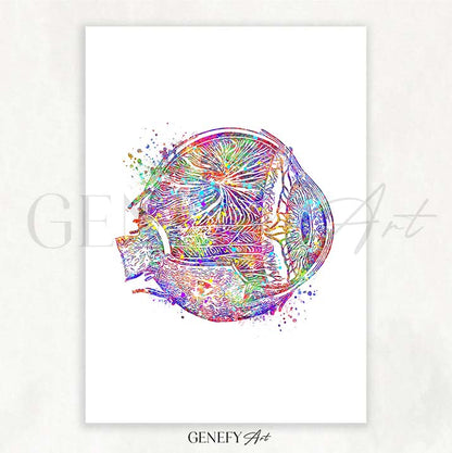 Eye Anatomy Watercolour Print