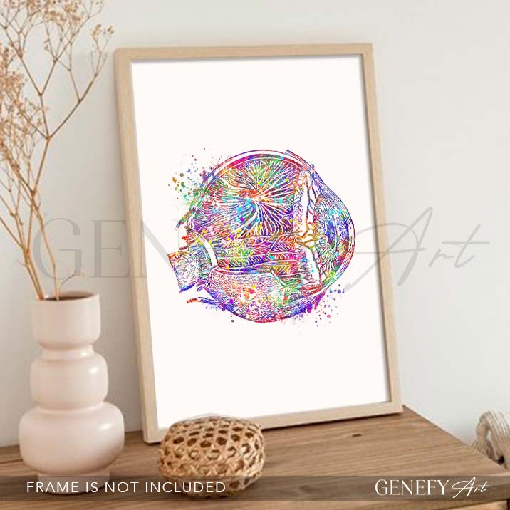 Eye Anatomy Watercolour Print