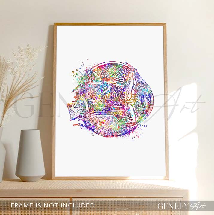 Eye Anatomy Watercolour Print