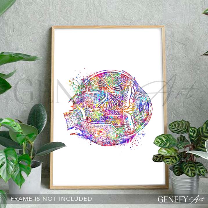Eye Anatomy Watercolour Print