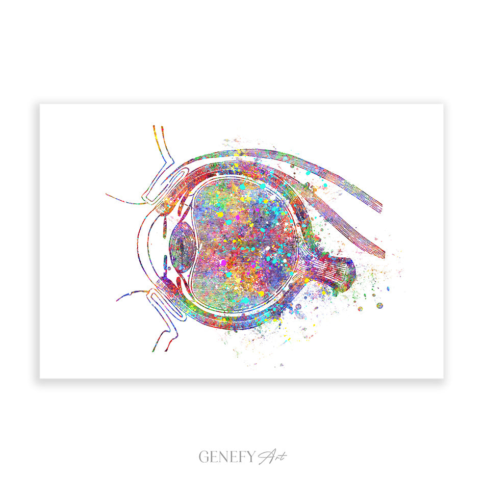 Eye Anatomy Watercolour Print
