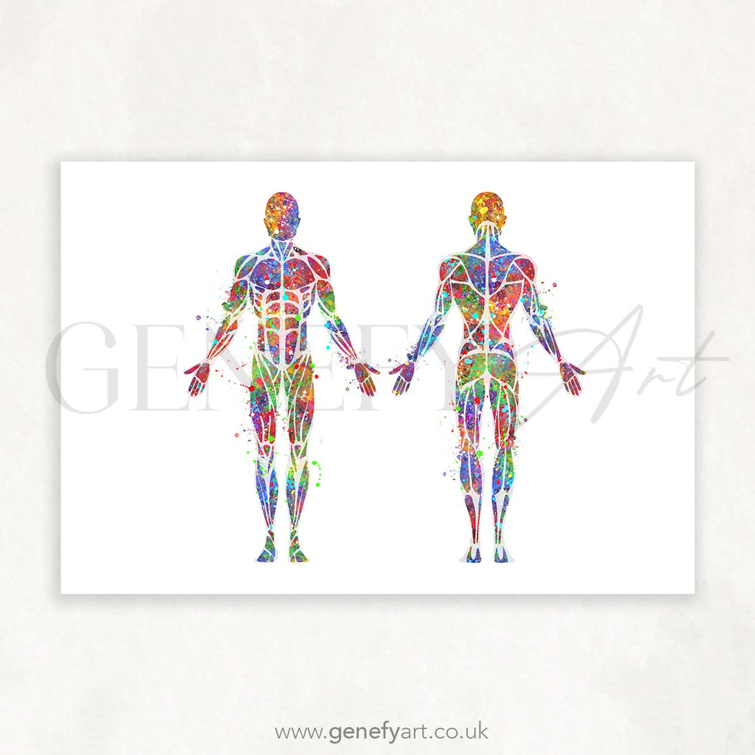 Muscular System Anatomy Watercolour Print