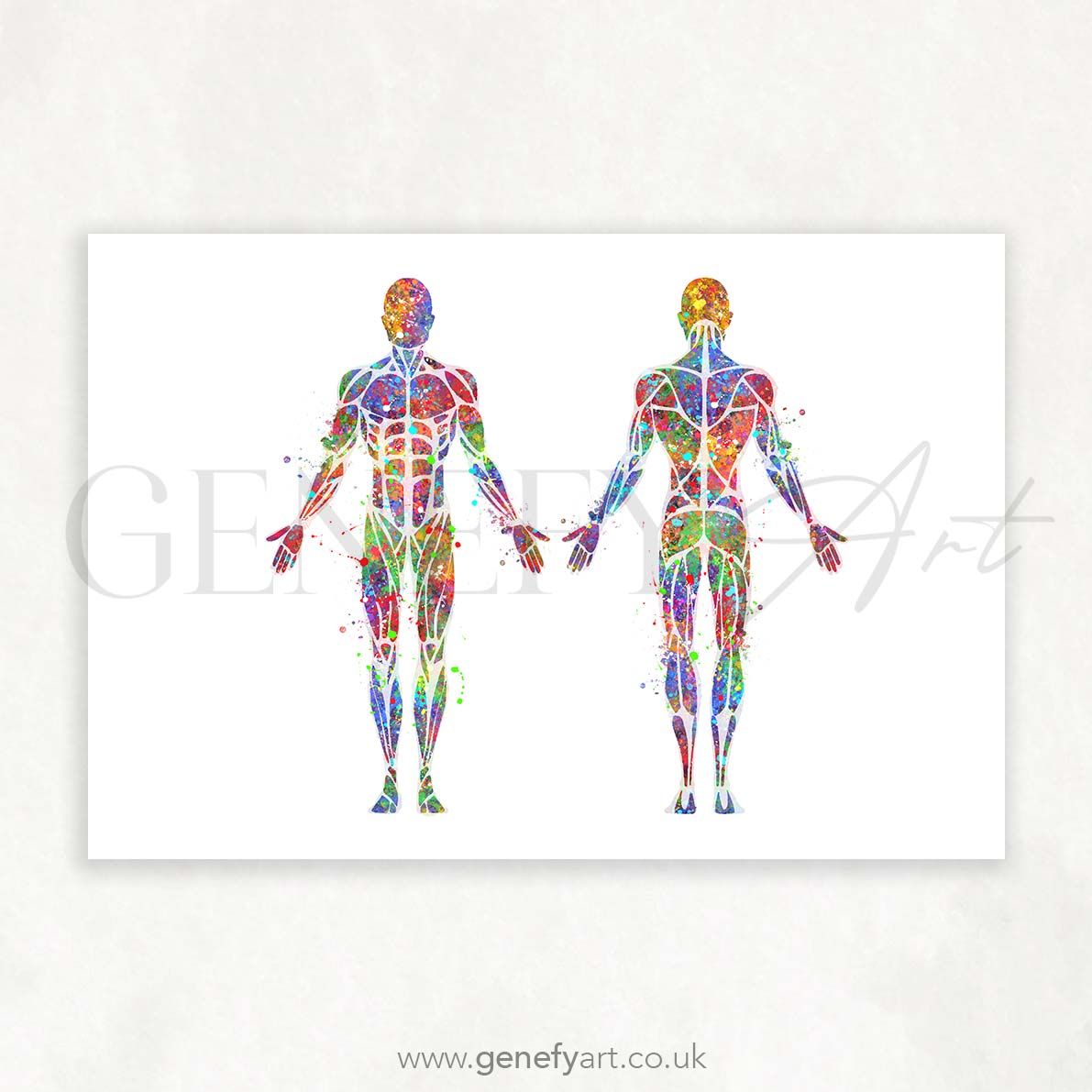 Muscular System Anatomy Watercolour Print
