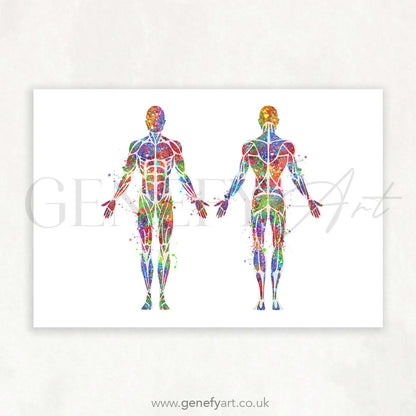 Muscular System Anatomy Watercolour Print