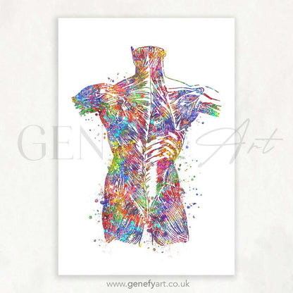 Back Muscles Anatomy Watercolour Print - Genefy Art