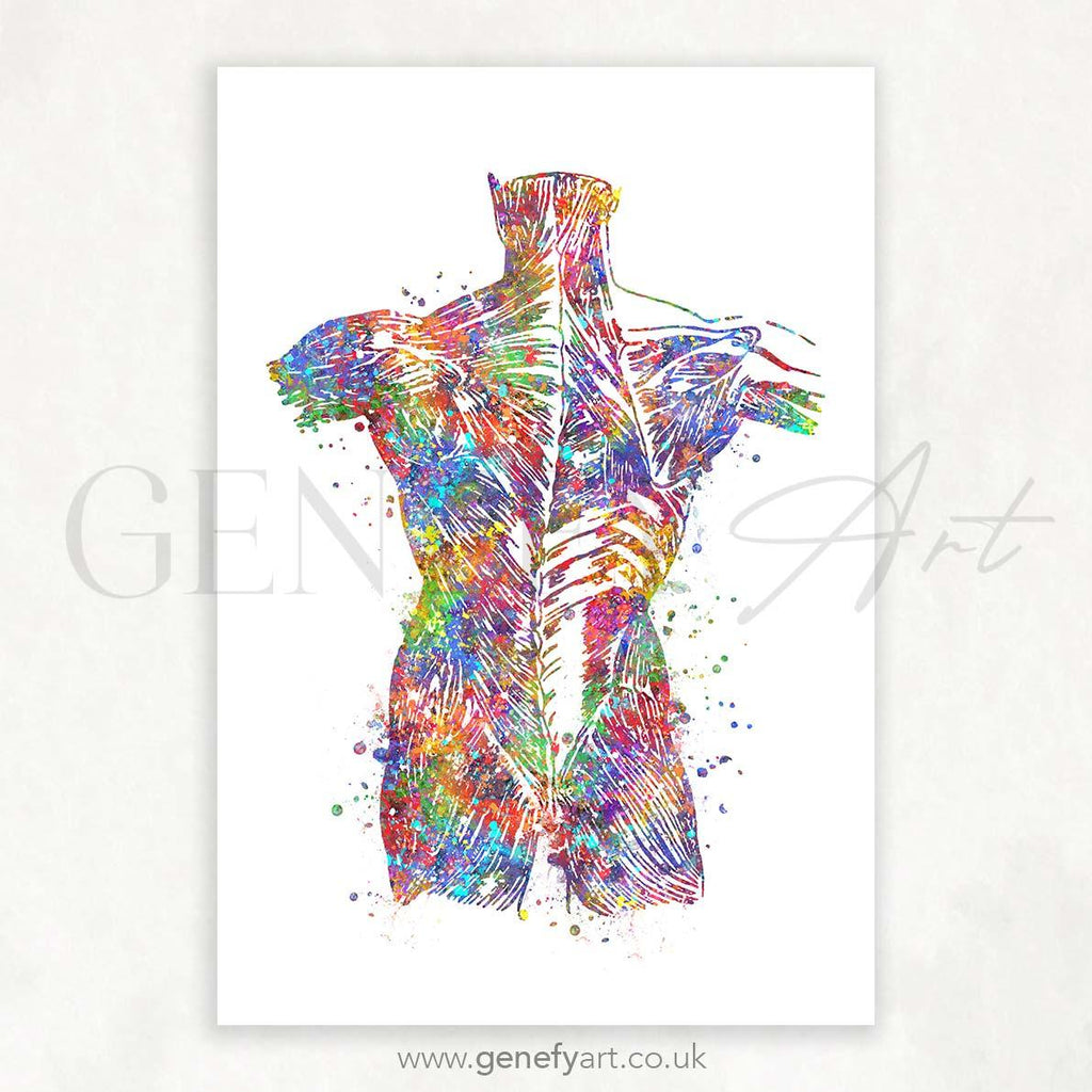 Back Muscles Anatomy Watercolour Print - Genefy Art