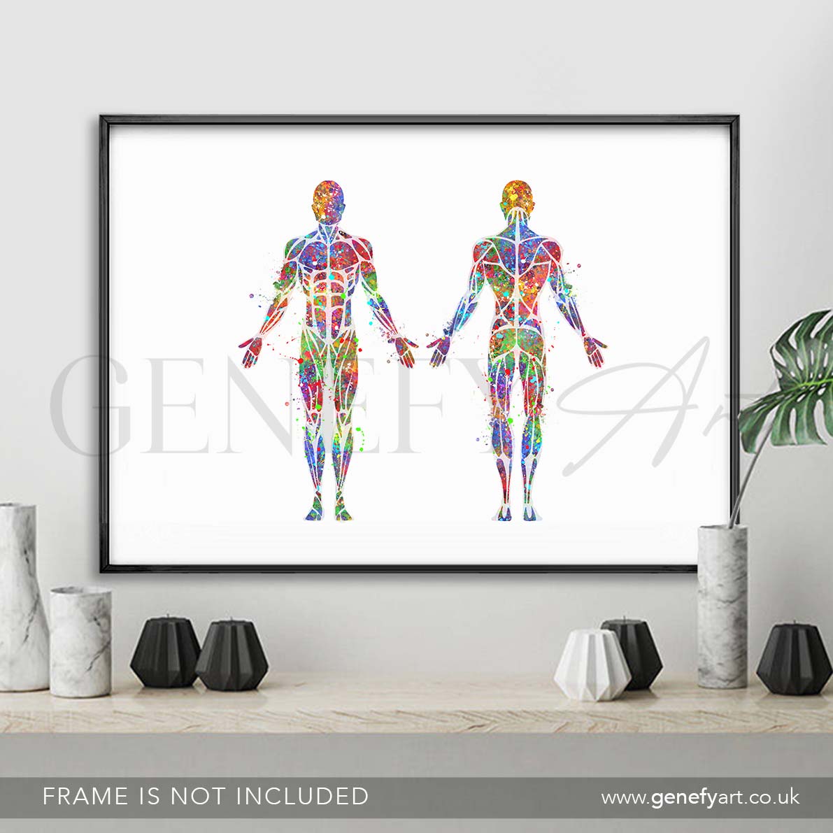 Muscular System Anatomy Watercolour Print