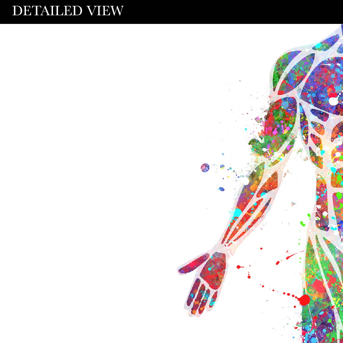 Muscular System Anatomy Watercolour Print