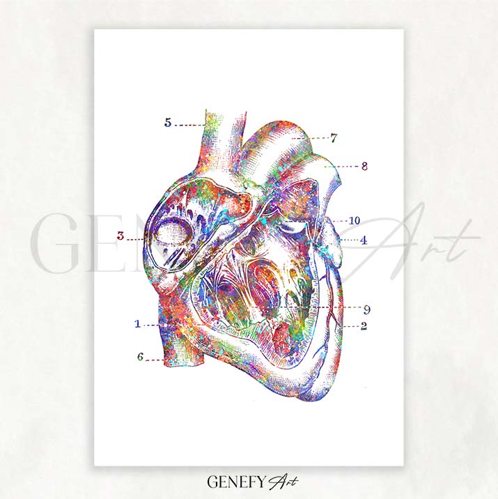 Heart Anatomy Watercolour Art Print