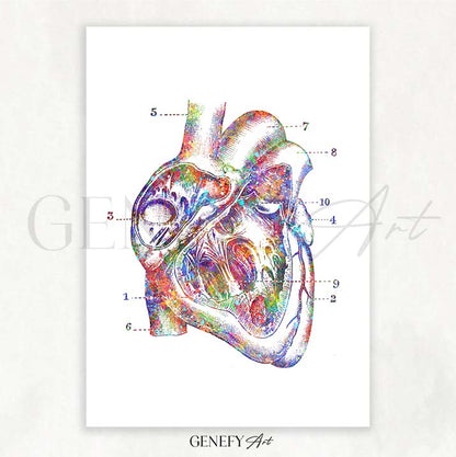 Heart Anatomy Watercolour Art Print