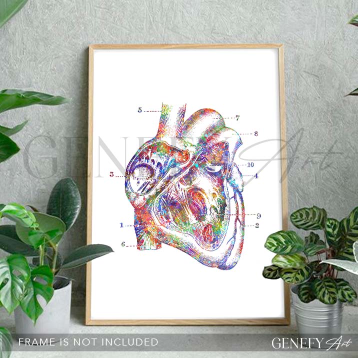 Heart Anatomy Watercolour Art Print