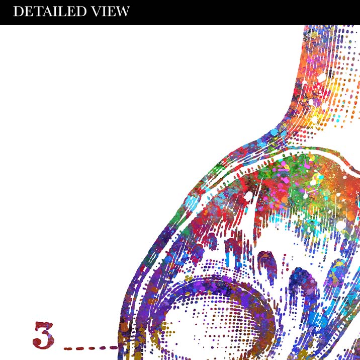Heart Anatomy Watercolour Art Print