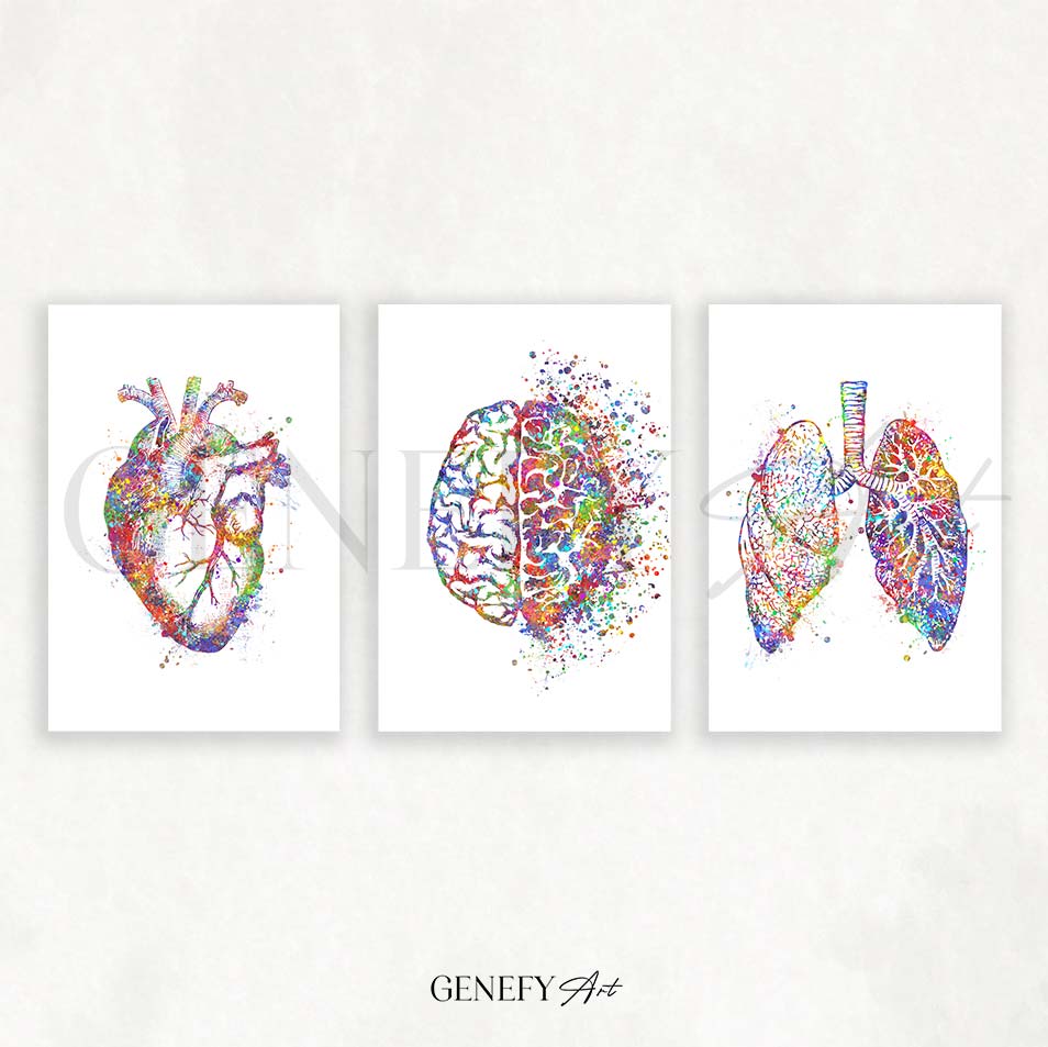 Heart, Brain, Lungs Watercolour Print, Set of 3 Anatomy Prints - Genefy Art