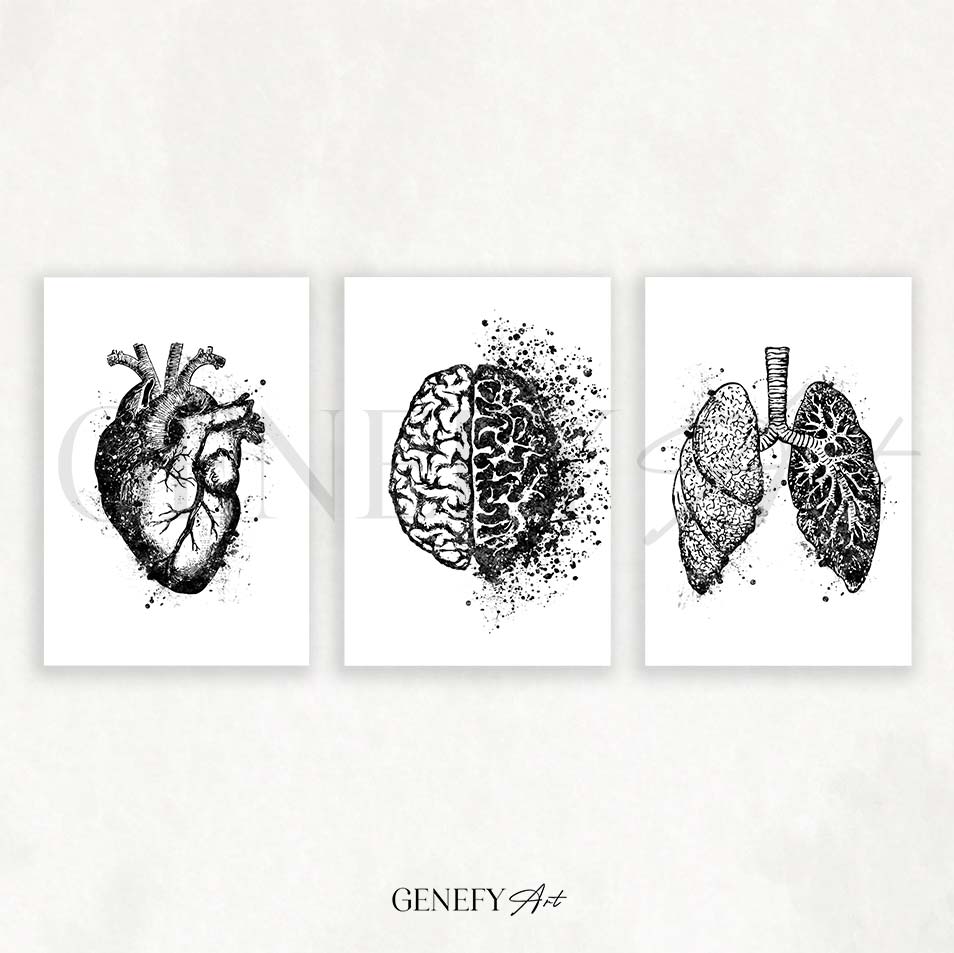 Heart, Brain, Lungs Black and White Watercolour Print, Set of 3 Anatomy Prints