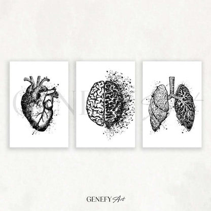 Heart, Brain, Lungs Black and White Watercolour Print, Set of 3 Anatomy Prints