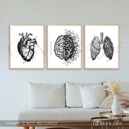 Heart, Brain, Lungs Black and White Watercolour Print, Set of 3 Anatomy Prints