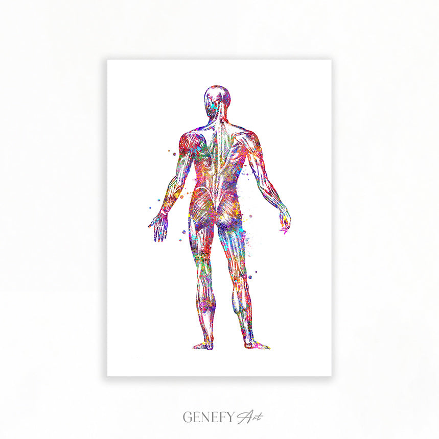 Human Back Muscles Anatomy Watercolour Print