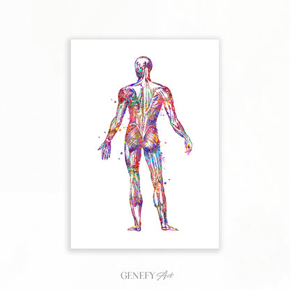 Human Back Muscles Anatomy Watercolour Print