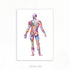 Human Back Muscles Anatomy Watercolour Print