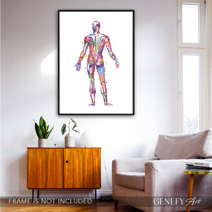 Human Back Muscles Anatomy Watercolour Print
