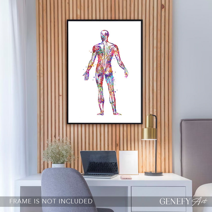 Human Back Muscles Anatomy Watercolour Print