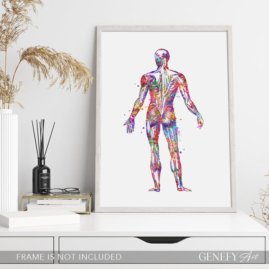 Human Back Muscles Anatomy Watercolour Print
