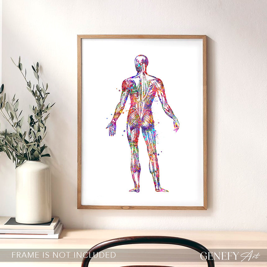 Human Back Muscles Anatomy Watercolour Print