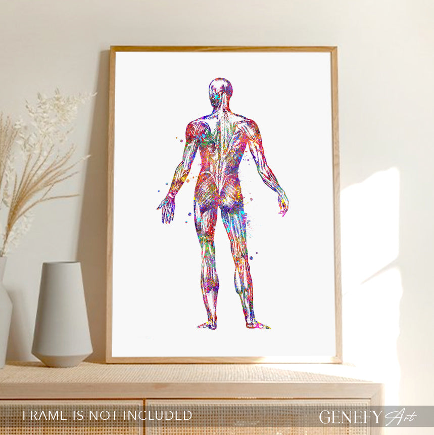 Human Back Muscles Anatomy Watercolour Print