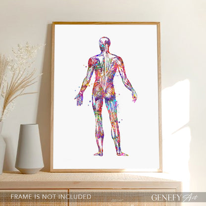 Human Back Muscles Anatomy Watercolour Print