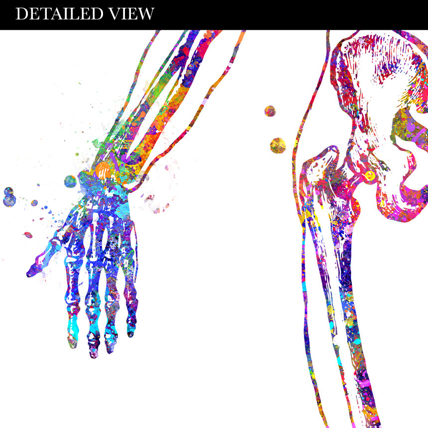 Human Skeletal System Anatomy Watercolour Print