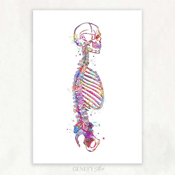 Human Skeletal System Sideview Anatomy Watercolour Print