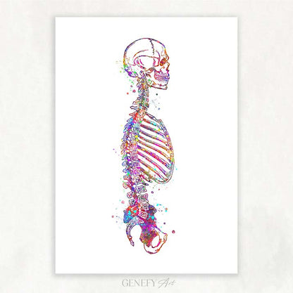 Human Skeletal System Sideview Anatomy Watercolour Print