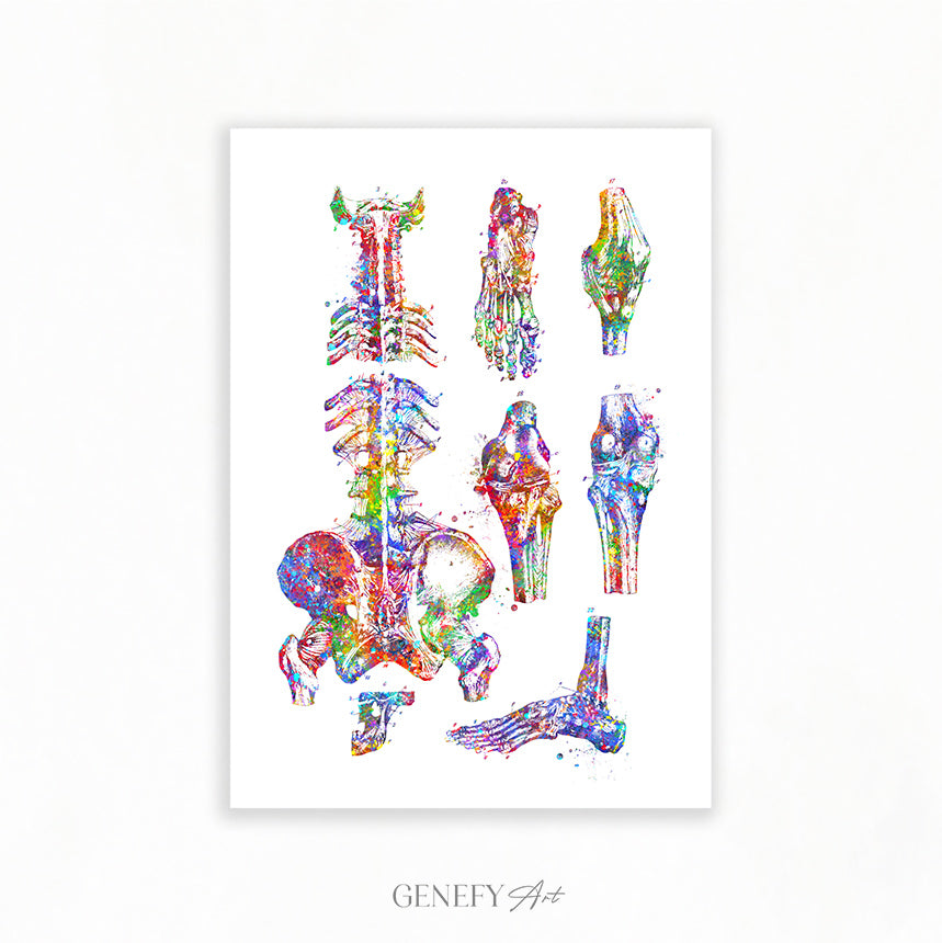 Human Main Bones Anatomy Watercolour Print