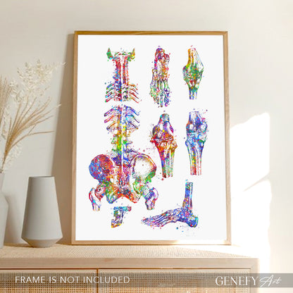 Human Main Bones Anatomy Watercolour Print