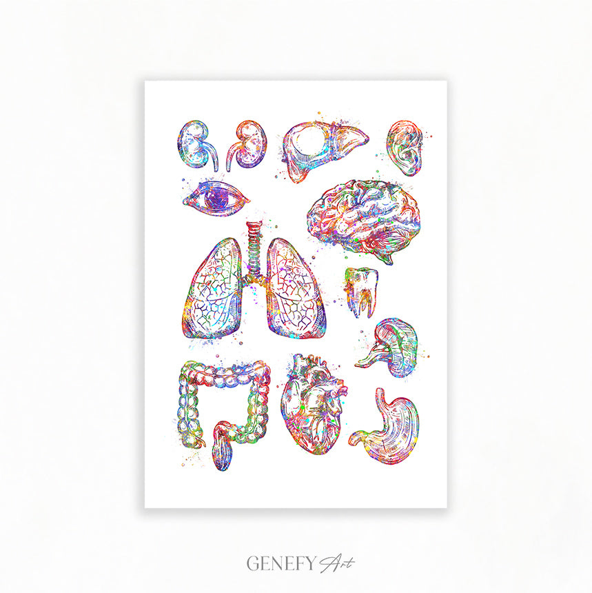Human Organs Anatomy Watercolour Print