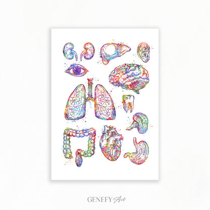 Human Organs Anatomy Watercolour Print
