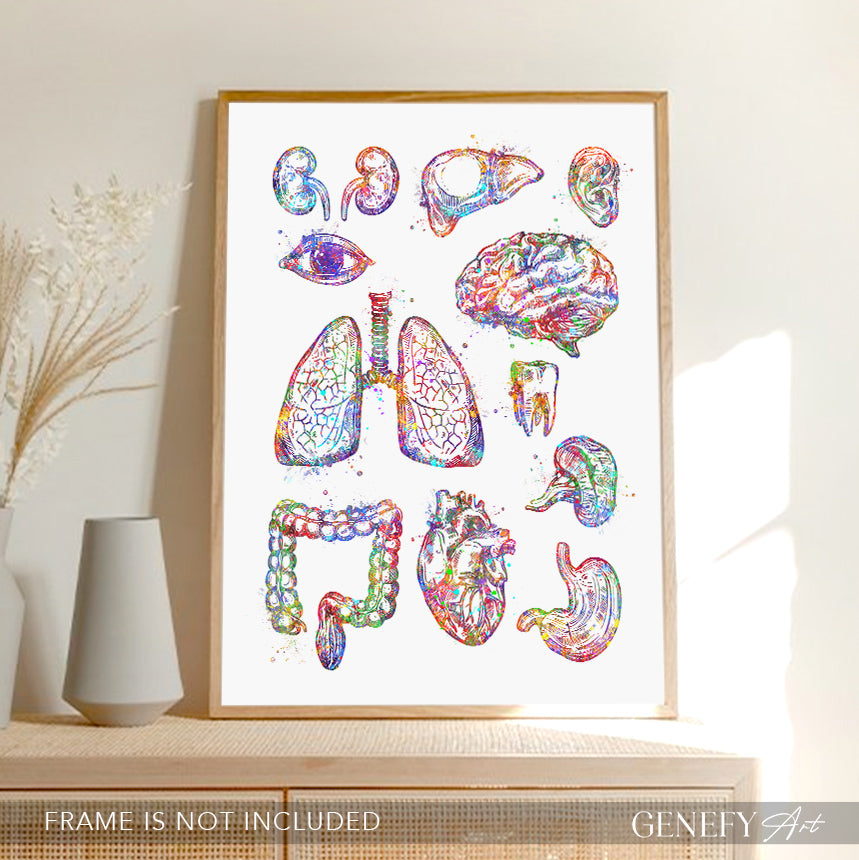Human Organs Anatomy Watercolour Print