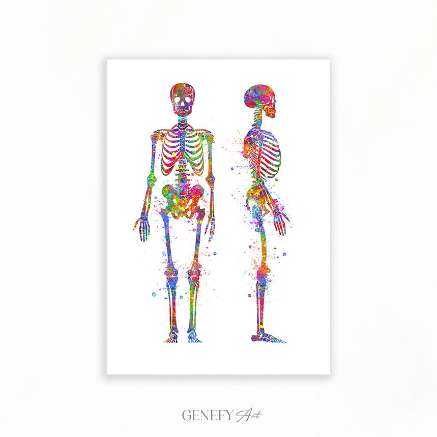 Human Skeletal System Anatomy Watercolour Print