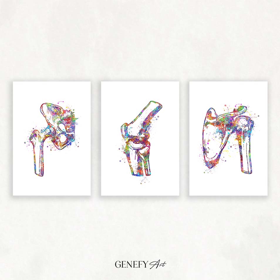 Hip Joint, Knee, Shoulder Bone Watercolour Print