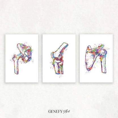 Hip Joint, Knee, Shoulder Bone Watercolour Print