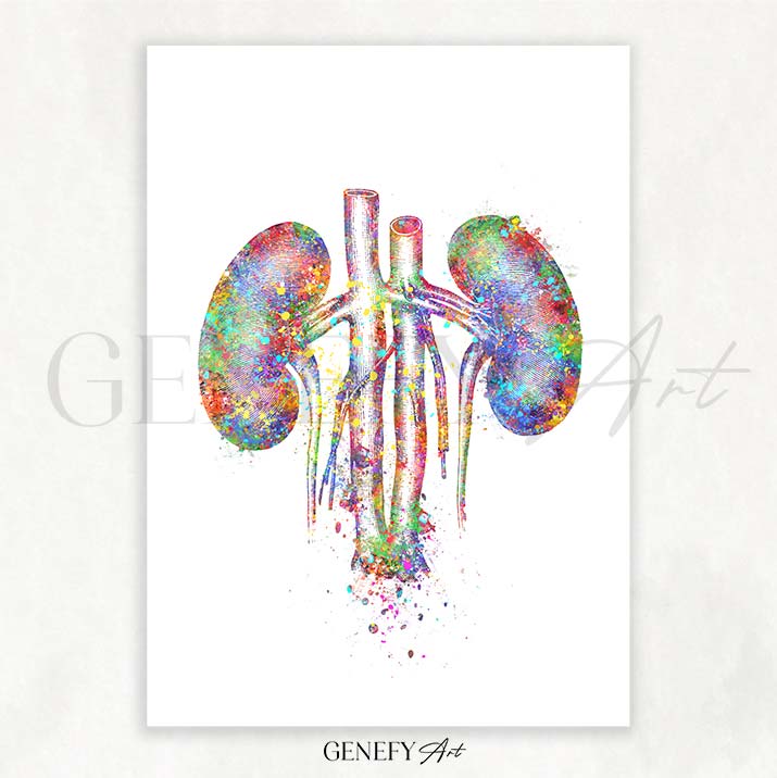 Kidneys Anatomy Watercolour Art Print