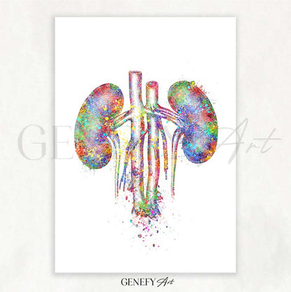 Kidneys Anatomy Watercolour Art Print
