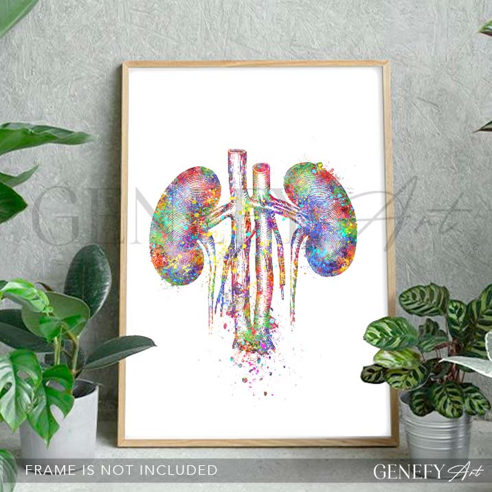 Kidneys Anatomy Watercolour Art Print
