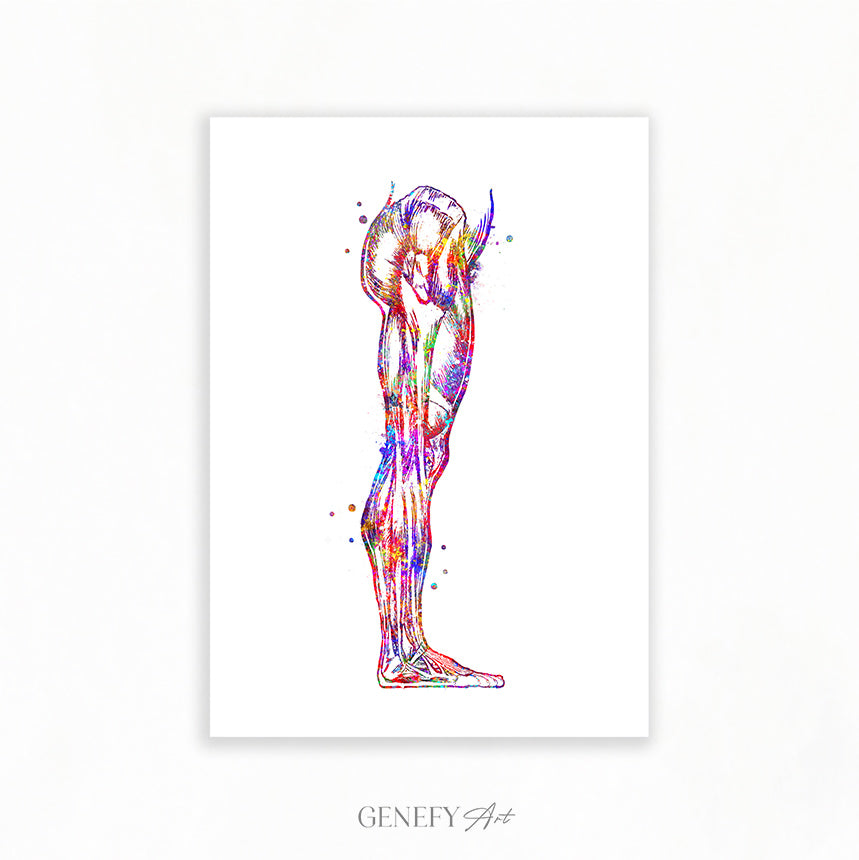 Human Leg and Foot Muscle Watercolour Print