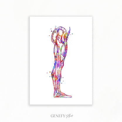 Human Leg and Foot Muscle Watercolour Print