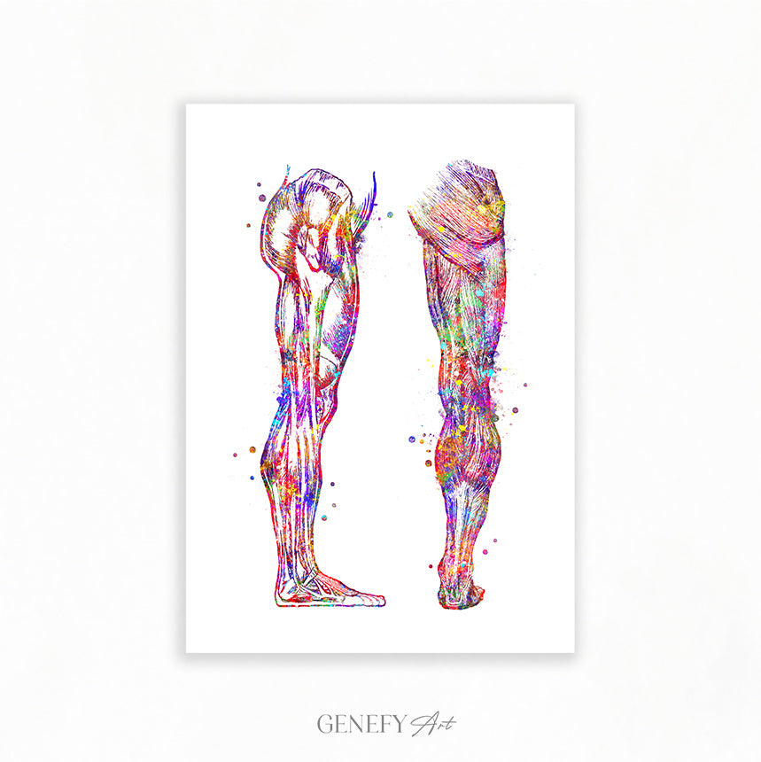 Human Leg and Foot Muscle Back and Side View Watercolour Print