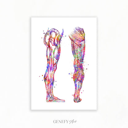 Human Leg and Foot Muscle Back and Side View Watercolour Print
