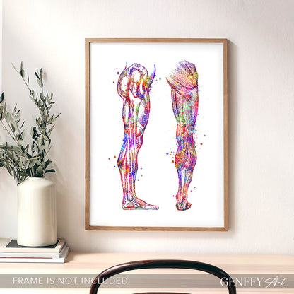 Human Leg and Foot Muscle Back and Side View Watercolour Print