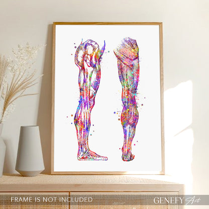 Human Leg and Foot Muscle Back and Side View Watercolour Print