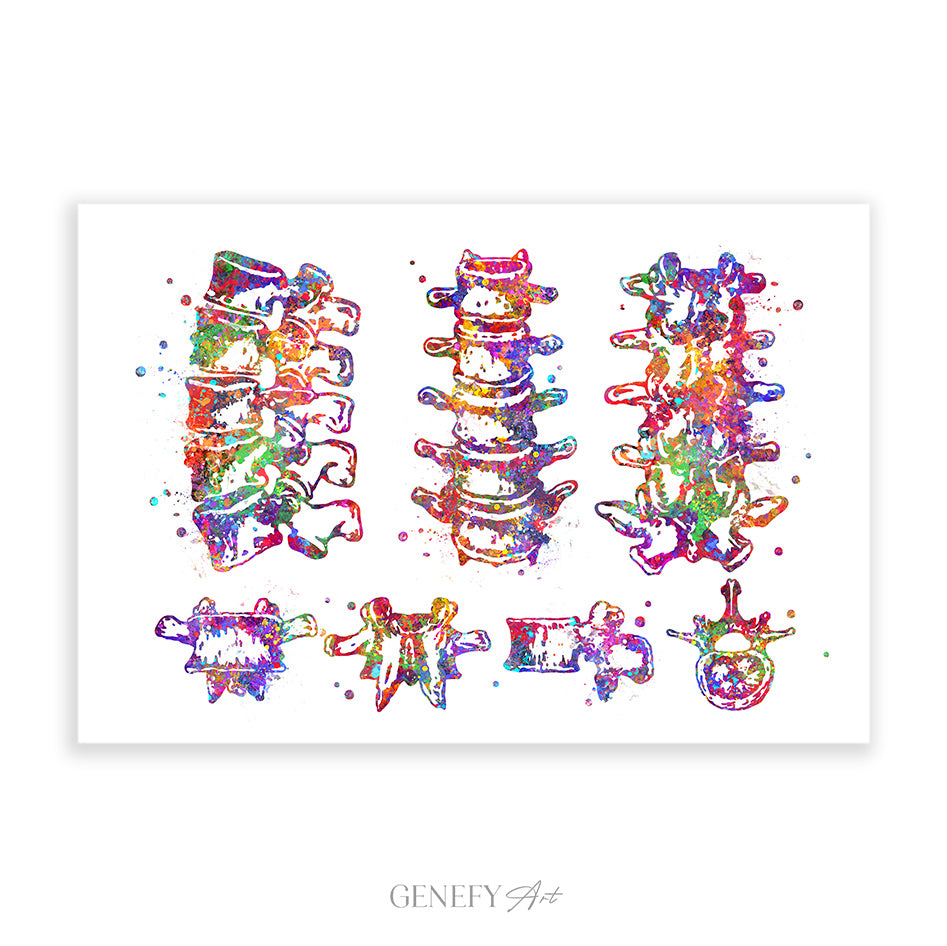 Lumbar Spine Vertebra Watercolour Art Print